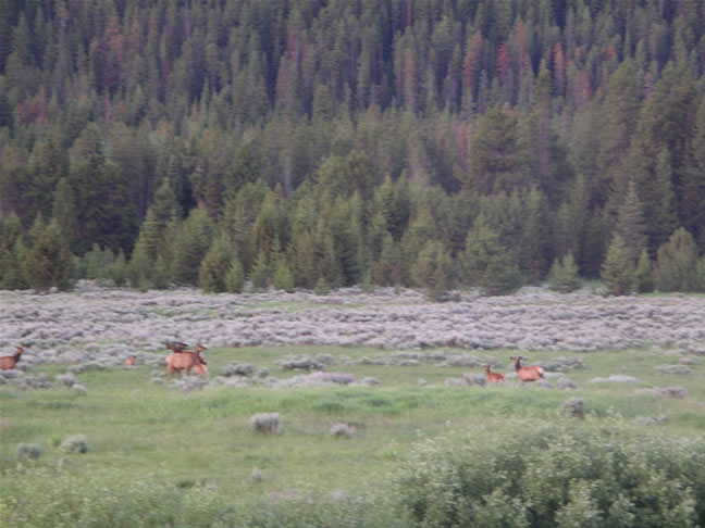 images/A- Mule deers enjoying the morning time. (8).jpg